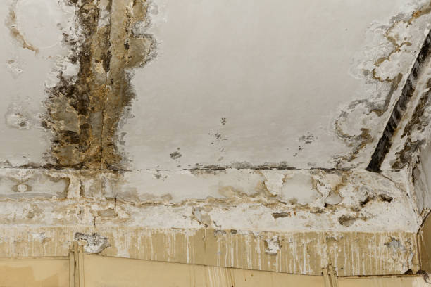 Best Asbestos and Lead Testing During Mold Inspection  in Barboursville, WV