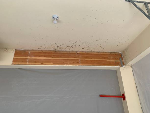 Best Flood Damage  in Barboursville, WV