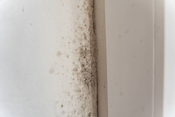 Best Mold Prevention Services  in Barboursville, WV